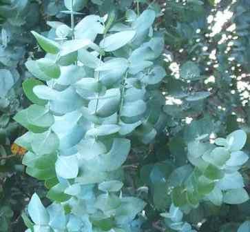 Silver Dollar Eucalyptus, Silver Dollar Gum, Argyle apple,Eucalyptus cinerea, copyright � almostedenplants.com